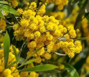 Australian Wattle